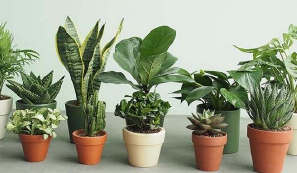Một số loại cây phong thủy nên trang trí tại nơi làm việc
