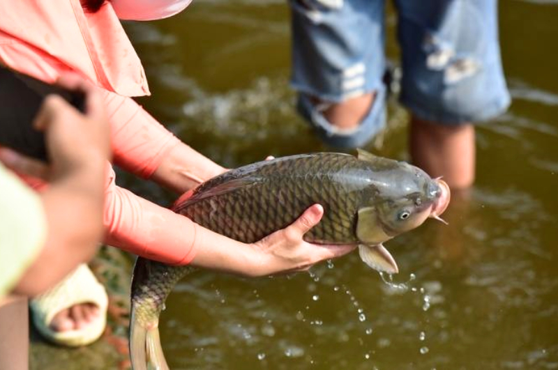 Mỗi lần phóng sanh là một cơ hội soi chiếu nội tâm, buông bỏ sân hận và nuôi dưỡng từ bi tỉnh thức