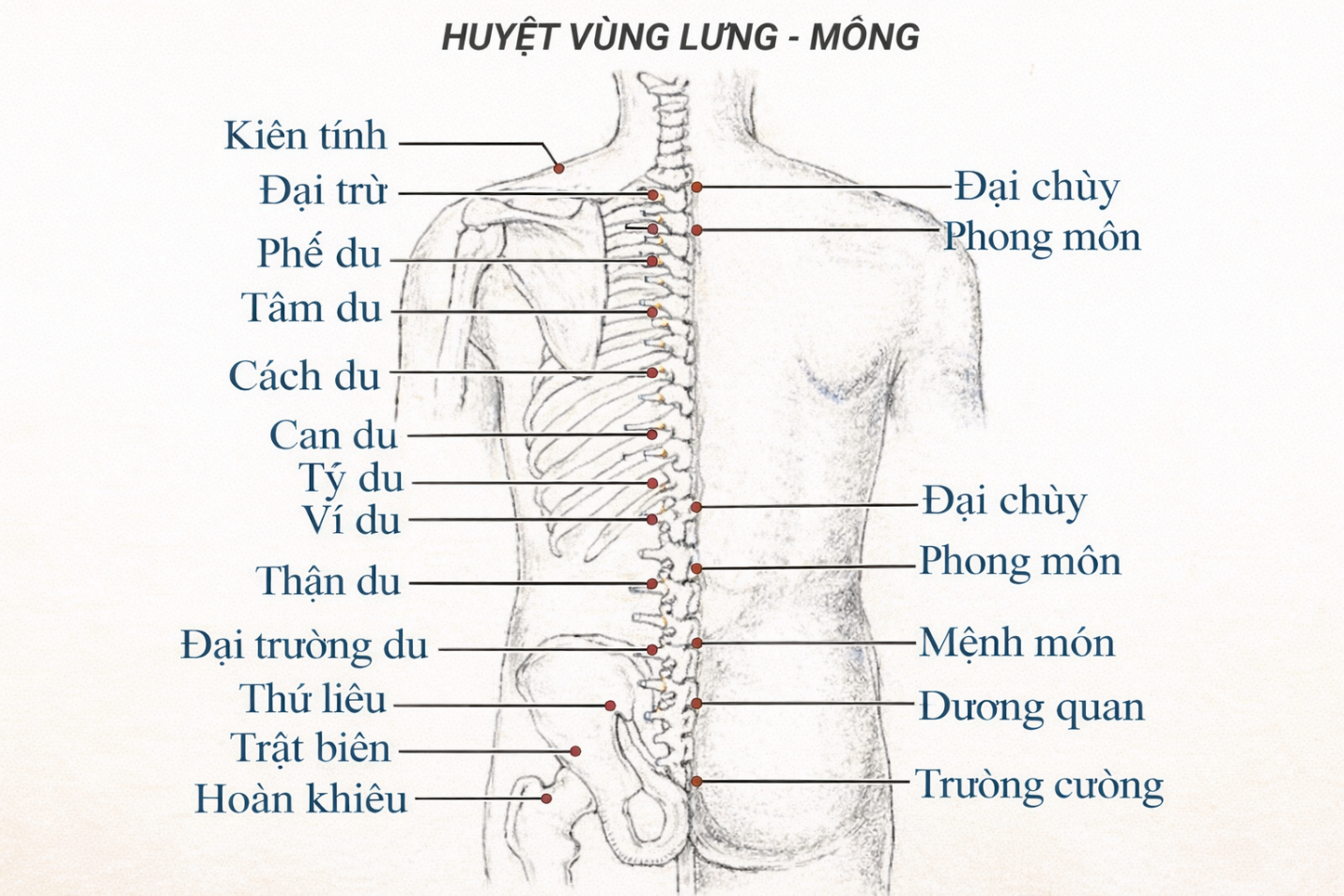 huong-dan-phoi-nang-lung-dung-cach-cho-doanh-nhan